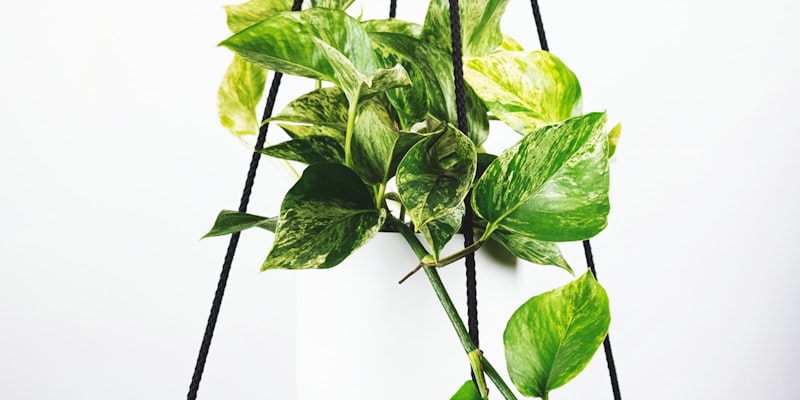 巴塞罗那足球俱乐部诺坎普球场全景